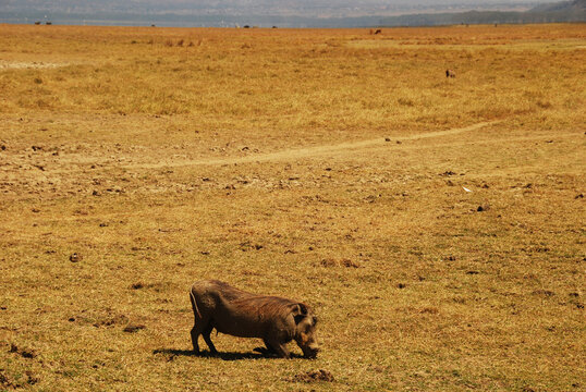 Kenya, Nakuru, Lake Nakuru National Park, male warthog (Phaecochoerus aethiopicus)