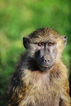 Kenya, Lake Nakuru National Park, Olive baboon