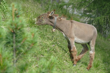 Obraz premium Young Donkey Grazing on a Steep Mountain Slope
