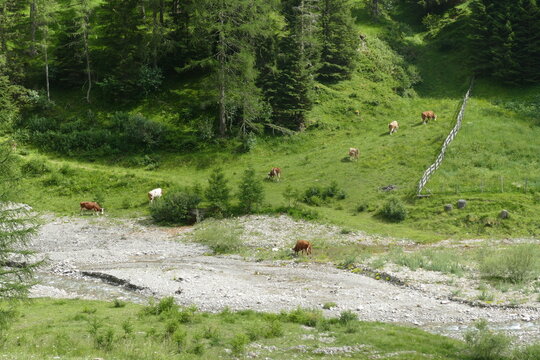 Prato Alpino