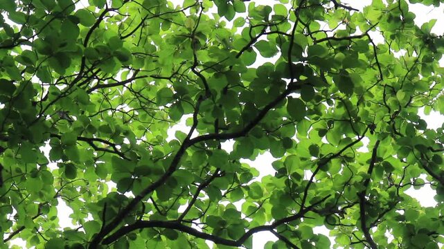 Outdoors garden surrounded by tropical plant, stock footage
