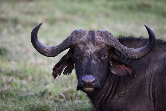 Kenya, Lake Nakuru National Park,