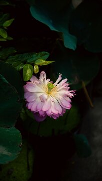 Pink flower in the dark. Beautiful blossom in nature