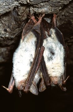 greater mouse-eared bat (Myotis myotis)