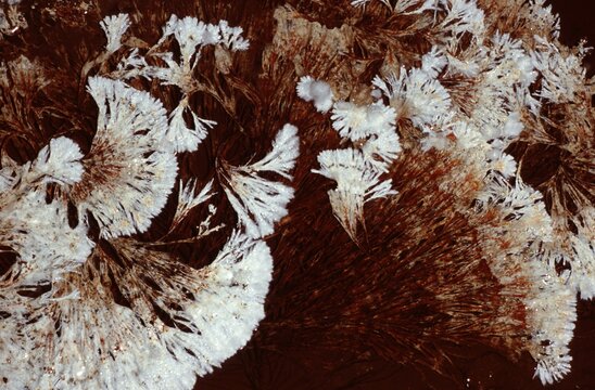 Fungal Network - Closeup of mushroom growth on organic substrate