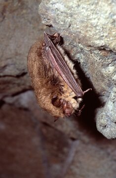 Myotis brandti or  Brandt's bat