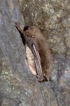 Myotis daubentoni or Daubenton's bat