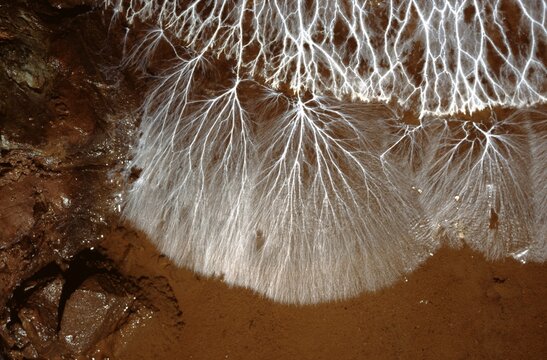 Subterranean Fungus network Texture