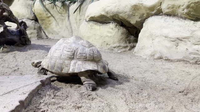 Large African spurred tortoise slowly walking across sandy enclosure at zoo.