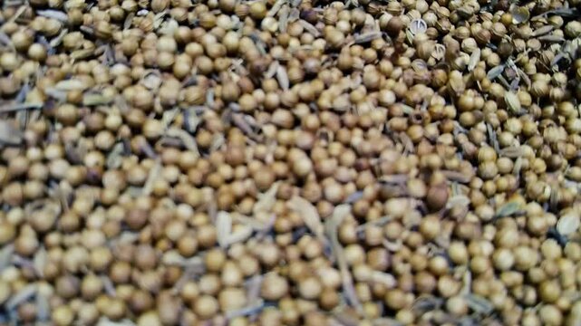A close up full frame view of a large pile of dried coriander seeds