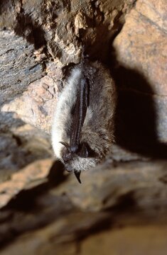 Myotis mystacinus or small  whiskered bat