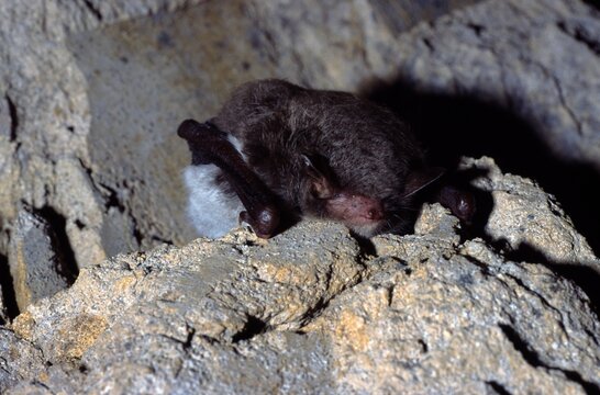 Myotis daubentoni or Daubenton's bat eyes open