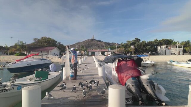 Fisherman casting net from marina pier surrounded by seabirds in Gran Roque Venezuela