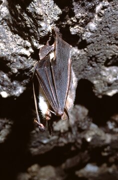 greater mouse-eared bat (Myotis myotis)