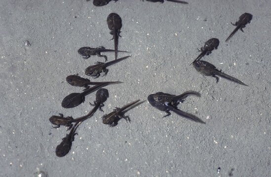 Closeup of tadpole polliwog der Bufo Clamita(Epidalea calamita) or Natterjack toad Showing legs