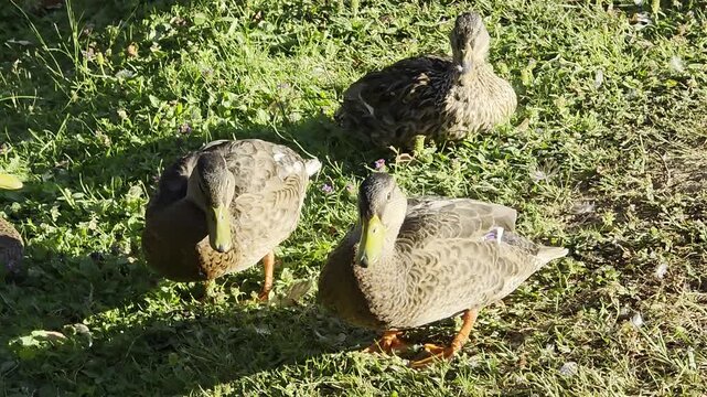 A candid and peaceful video compilation featuring a group of mallard ducks in their natural habitat along a pond bank.