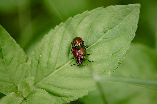 Two metallic leaf beetles mating on a mint leaf