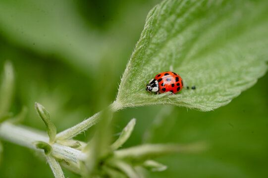 Harlequin ladybird on a hairy leaf edge