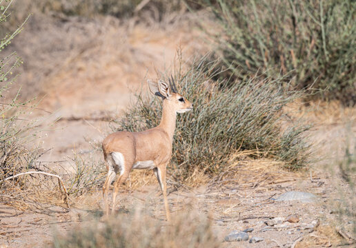 Steenbok also known as Steinbuck or Steinbok in Damaraland, Namibia, Africa