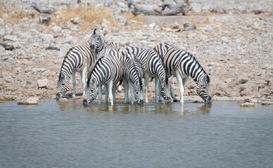 Obraz premium Plains Zebras at a waterhole in Etosha National Park, Namibia, Africa