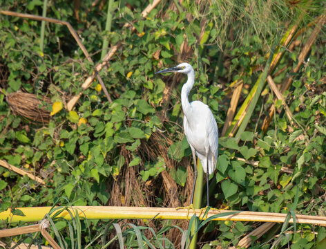 Great Egret in the Okavango Delta, Botswana, Africa