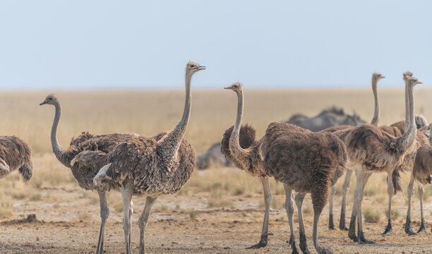 Female Common Ostrich calling in Etosha National Park, Namibia, Africa