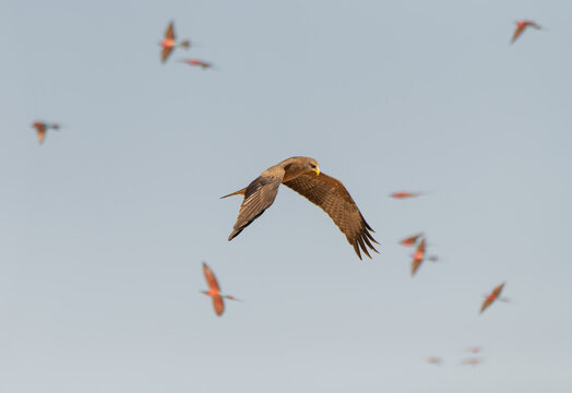 Yellow billed kite hunting Carmine Bee eaters, Namibia, Africa