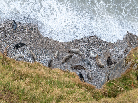 Looking down on Seals on the Great Orme, Llandudno, North Wales, UK