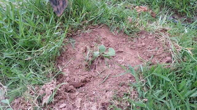 Manual weeding process using a traditional hoe tool to remove wild grass from the ground.
