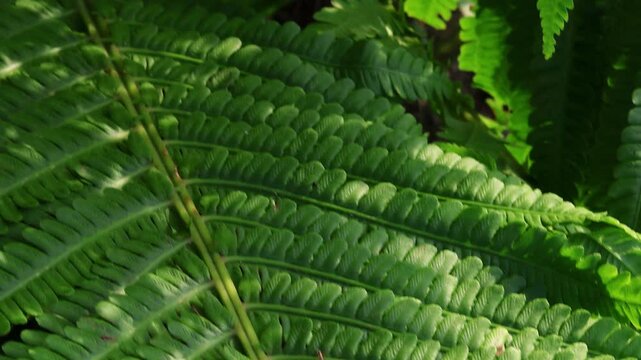 Close-up of vibrant green fern fronds with detailed serrated leaflets and prominent central veins, natural botanical texture, organic plant pattern.