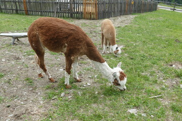 Naklejka premium Alpaca al Pascolo in una Fattoria