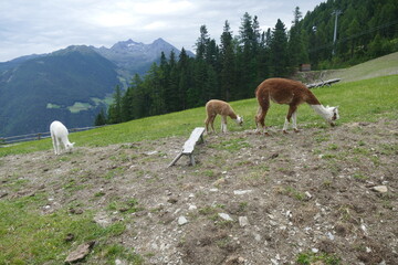 Naklejka premium Alpaca al Pascolo in una Fattoria