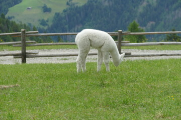 Naklejka premium Alpaca al Pascolo in una Fattoria