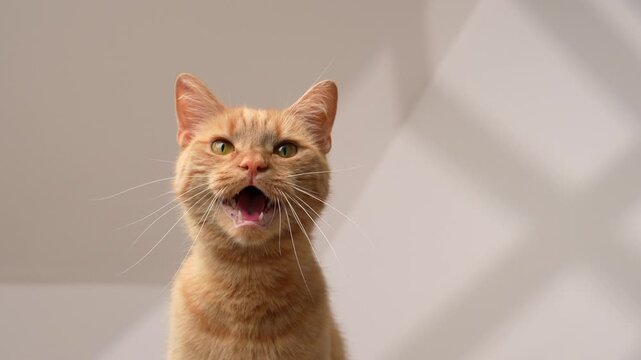 Orange cat in front of a white wall indoors, looking at camera meowing 