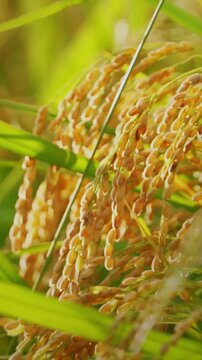 Close-Up of Golden Rice Ears in Autumn Paddy Field