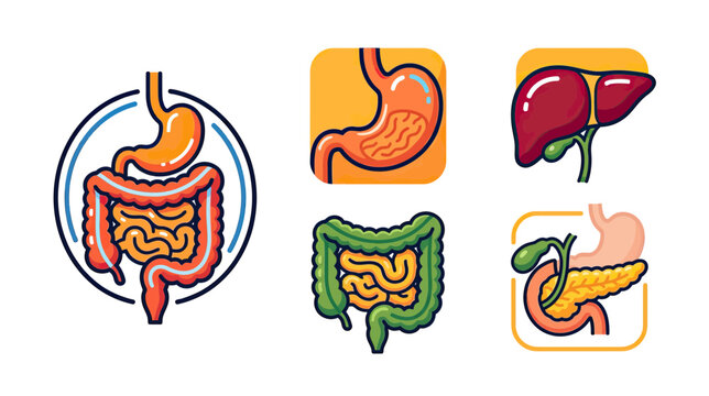 Human Digestive System Organs - Stomach, Intestines, Liver, Pancreas, Gallbladder