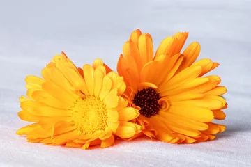 Fresh calendula marigold blossoms on a textured white textile background © laplateresca