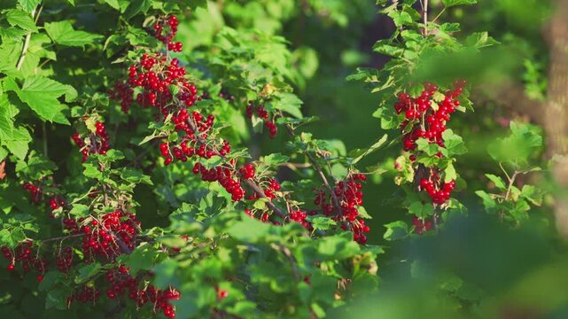 Ripe red currants hanging on branch in summer garden.