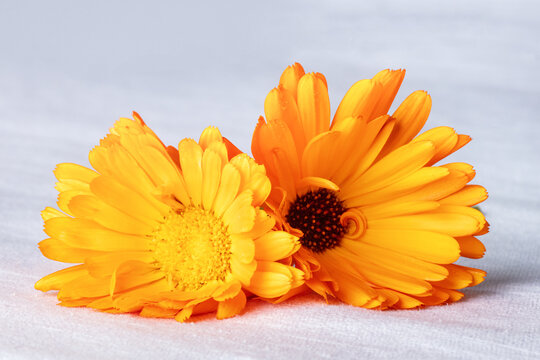 Fresh calendula marigold blossoms on a textured white textile background