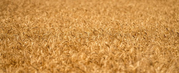 Obraz premium Grain harvest. Golden spikelet. Wheat field. Golden wheat field. Ears of golden wheat background. Agricultural field view on wheat in a picturesque summer scenery. Crop field rural landscape
