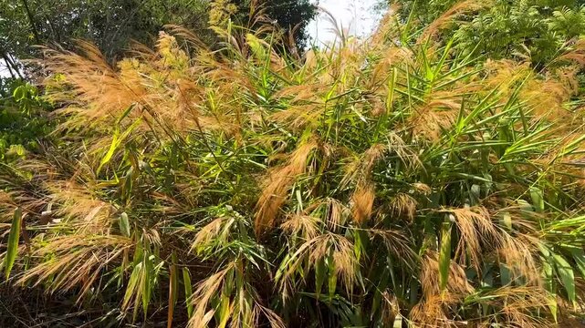 Common reed Phragmites australis a large perennial grass in western ghat