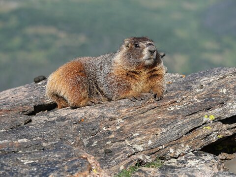 Wild Yellow-bellied Marmot Resting on Rocky Outcrop in Rocky Mountain National Park, Colorado
