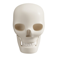 Skull 3D Render © Bartama Graphic