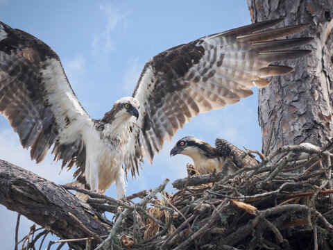 A Close-up Image of a Soaking Wet Osprey Delivering His Catch to the Nest and His Waiting Chick