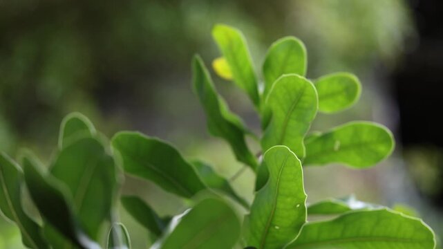 Leaves on a macadamia nut tree moving in wind