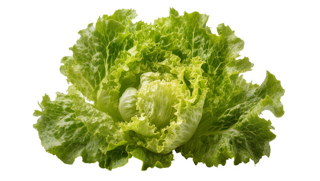 Isolated fresh vibrant green head of butter lettuce with healthy and organic leaves, top view