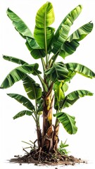 Obraz premium Lush green banana tree with broad leaves and visible roots