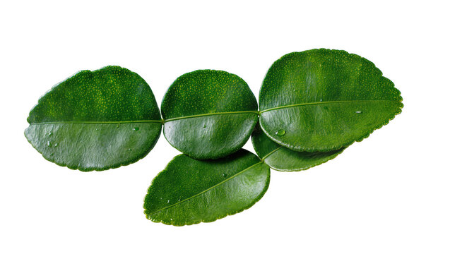 Isolated fresh green kaffir lime leaves with water droplets, essential aromatic cooking ingredient