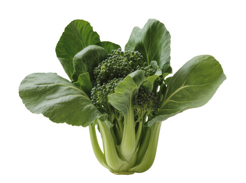 Isolated fresh green organic broccoli vegetable ready for cooking as healthy ingredient