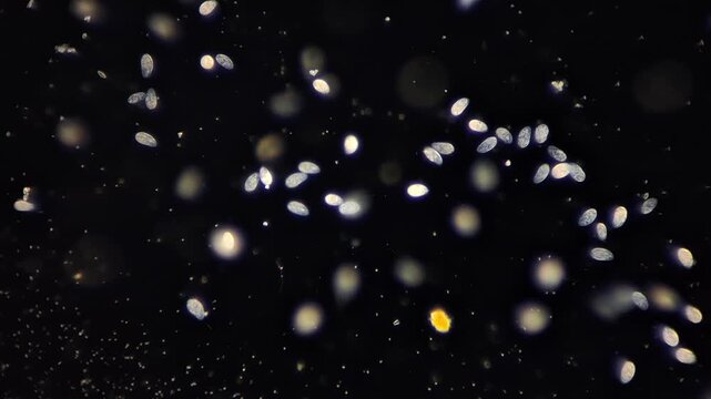 Active Paramecium ciliates and living microorganisms under darkfield microscope